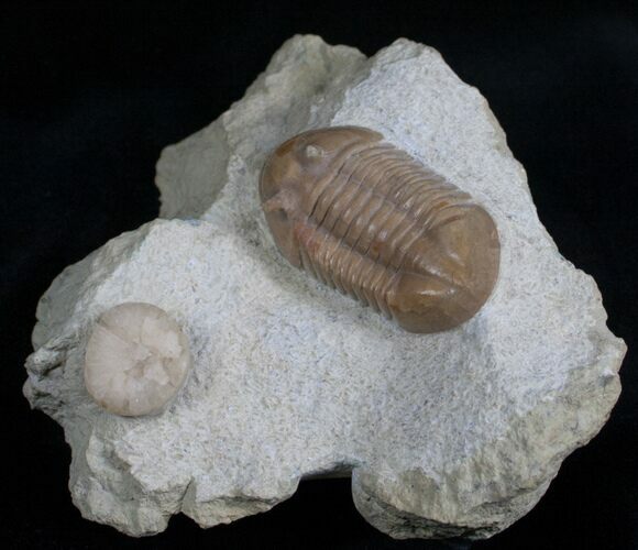 Bargain Asaphus Kowalewskii Trilobite - #7029